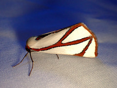 Thalaina angulosa