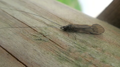 Ceraclea nigronervosa