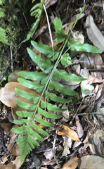 Asplenium abscissum