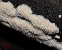 Dentipellicula leptodon