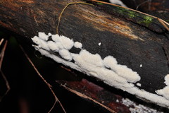 Dentipellicula leptodon