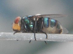 Ameniinae