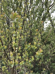 Salix