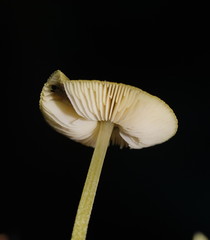 Pluteus hubregtseorum