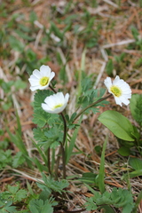 Callianthemum sajanense