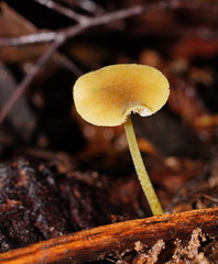 Pluteus hubregtseorum