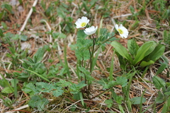 Callianthemum sajanense