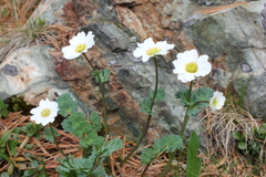 Callianthemum sajanense