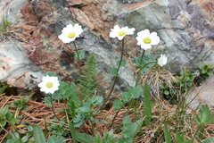 Callianthemum sajanense
