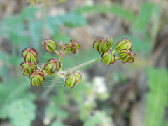Cymopterus glaucus