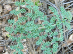 Cymopterus glaucus