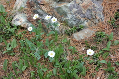 Callianthemum sajanense