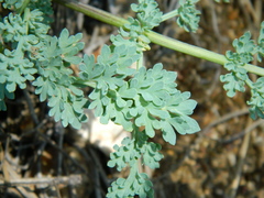 Cymopterus glaucus
