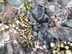 Codium convolutum