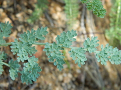 Cymopterus glaucus