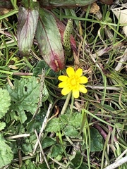 Ficaria verna