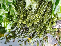 Caulerpa geminata