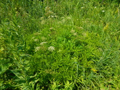 Ligusticum canbyi