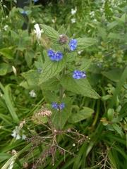Pentaglottis sempervirens