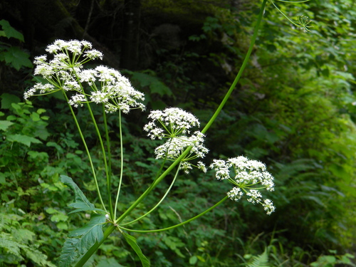 northern licorice-root (Ligusticum verticillatum)