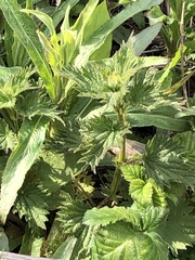 Urtica dioica