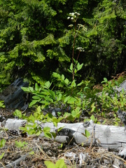 Ligusticum verticillatum