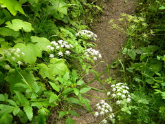 Ligusticum verticillatum