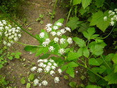 Ligusticum verticillatum