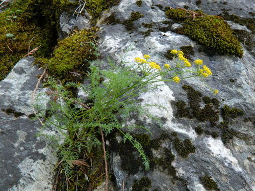 Brunsfeld's desertparsley (Lomatium brunsfeldianum)