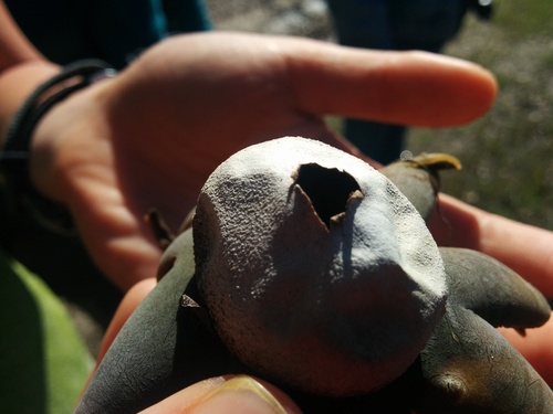 iNaturalist observation photo of Barometer Earthstars