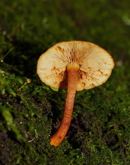 Gymnopilus ferruginosus