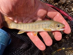 Salvelinus leucomaenis