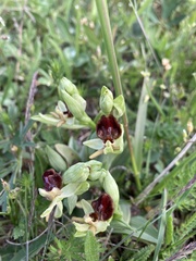 Ophrys sphegodes