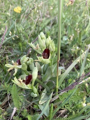 Ophrys sphegodes