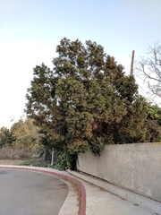 Afrocarpus gracilior