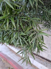 Afrocarpus gracilior