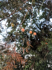 Afrocarpus gracilior