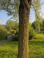 Salix