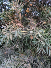 Afrocarpus gracilior