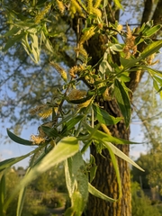 Salix