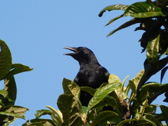 Corvus corone