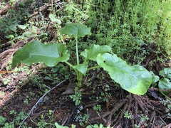 Cardiocrinum cordatum
