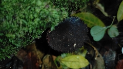 Polyporus nigrocristatus