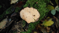 Polyporus nigrocristatus