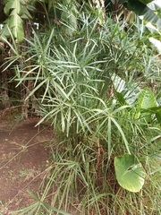 Cyperus textilis
