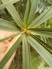 Cyperus textilis