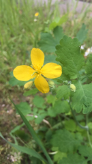 Chelidonium majus
