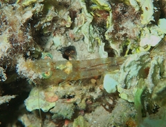 Metapenaeopsis goodei