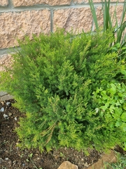 Coleonema pulchellum