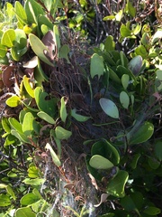 Hypocala deflorata
